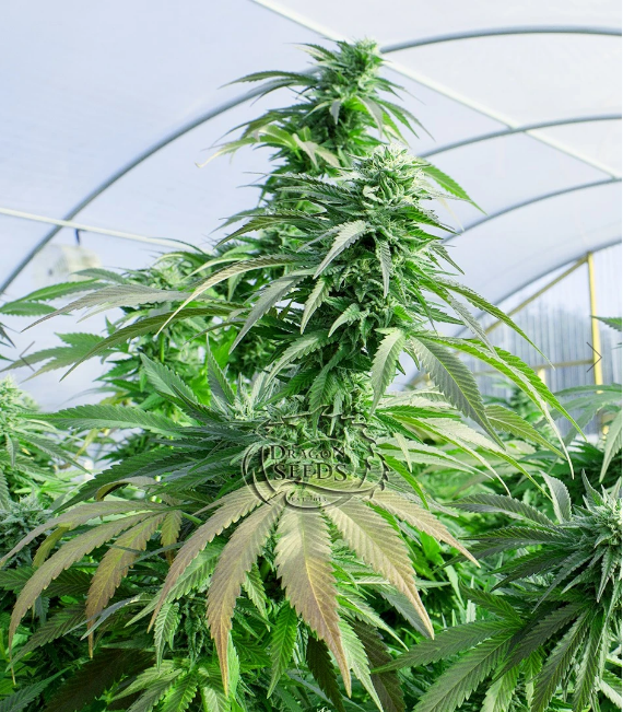 Komodo Glue Cannabis Seeds