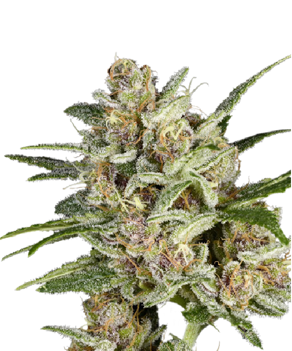 Super Mad Sky Floater Cannabis Seeds