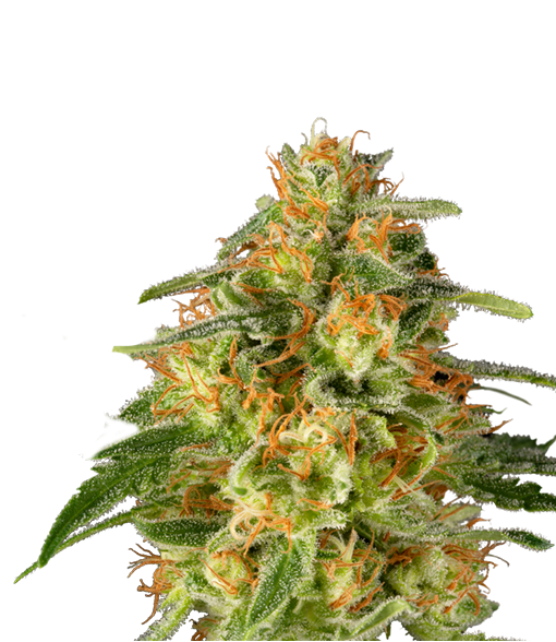 TnT Trichome Cannabis Seeds