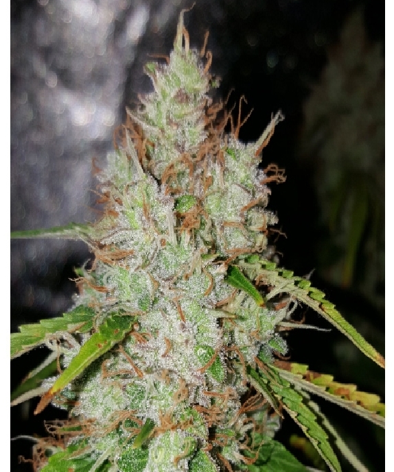 Auto Creeper Cannabis Seeds