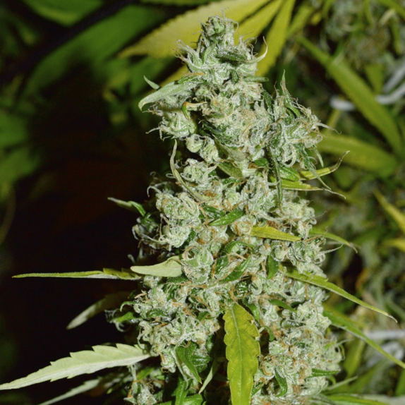 Kees’ Old School Haze Cannabis Seeds