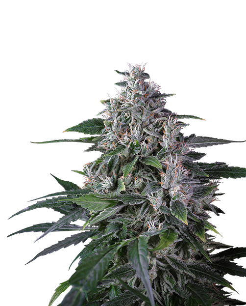 Karel's Haze Cannabis Seeds