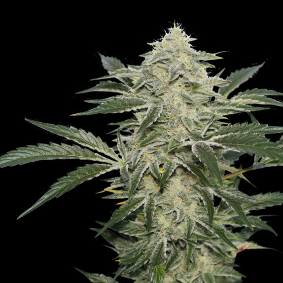 Creamy Kees Cannabis Seeds