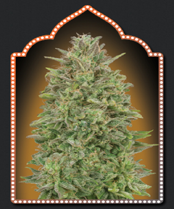 Female Collection #4  Cannabis Seeds