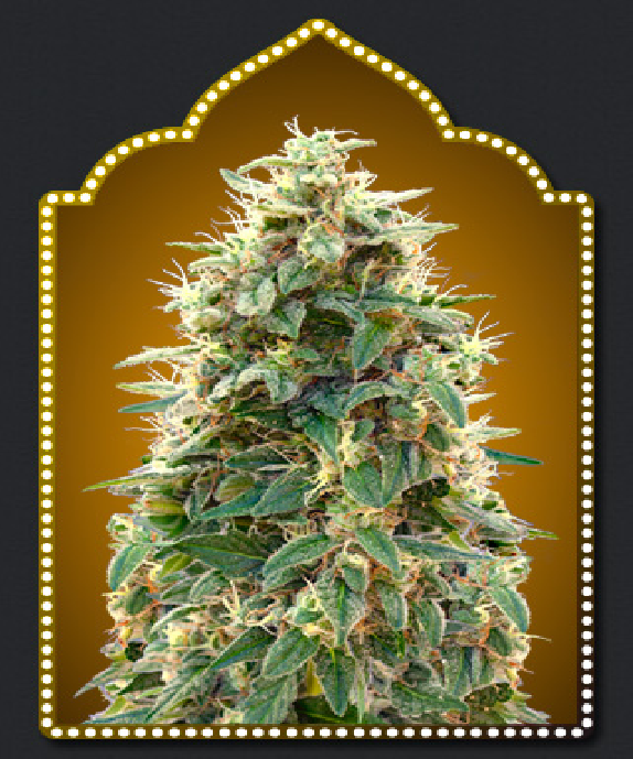 Automatic Collection #3 Cannabis Seeds