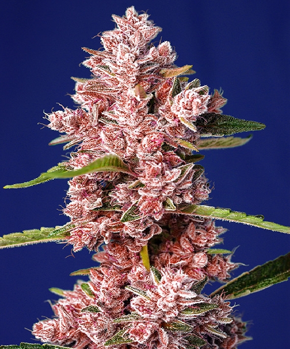 Tropicanna Poison F1 Fast Version Cannabis Seeds