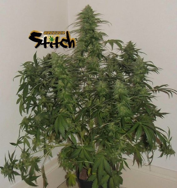 Russian Fuel Auto Cannabis Seeds