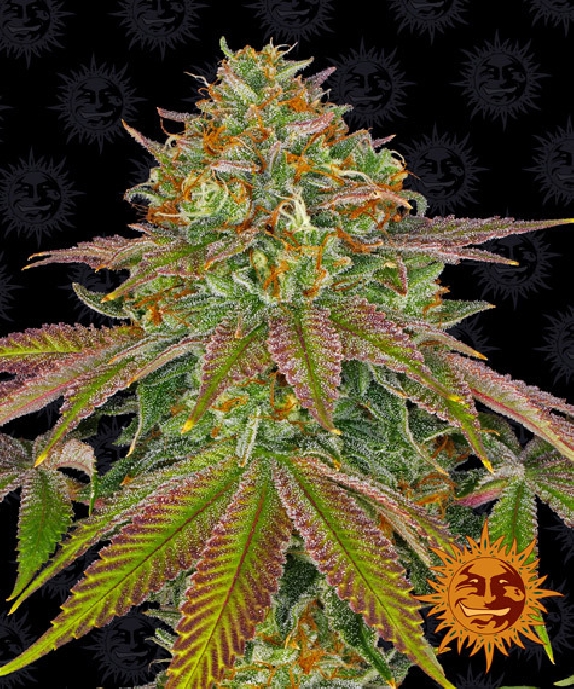 Wedding Cake Cannabis Seeds