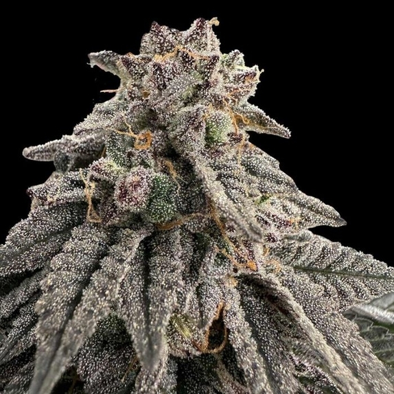 Meat Grinder Feminized Cannabis Seeds