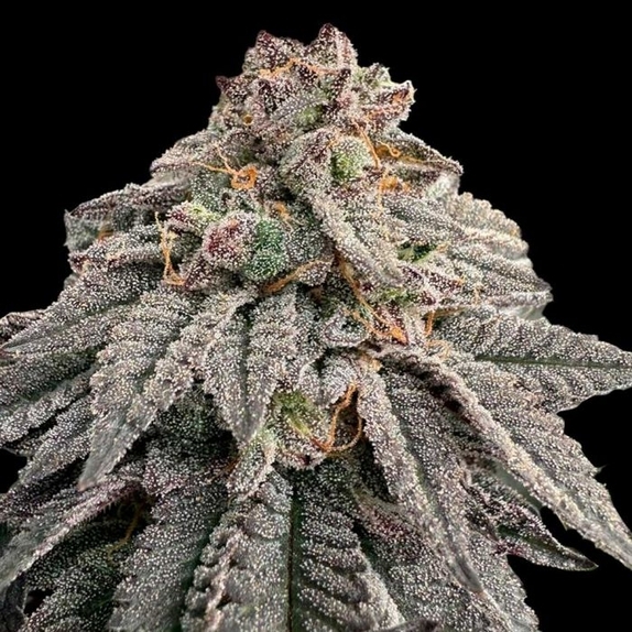 Hash Belt Feminized Cannabis Seeds