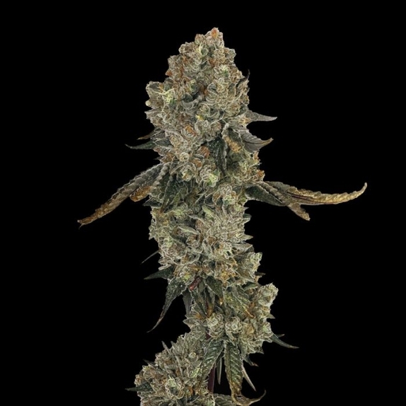 Obsession Female Cannabis Seeds