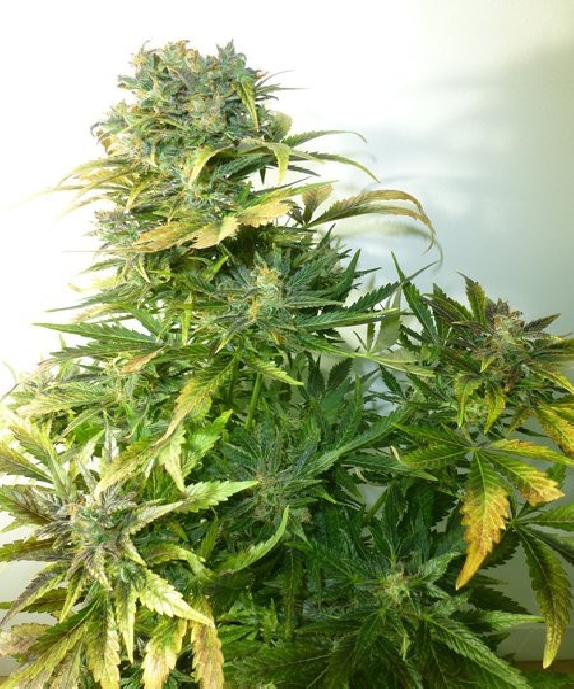 Russian Haze Auto Cannabis Seeds