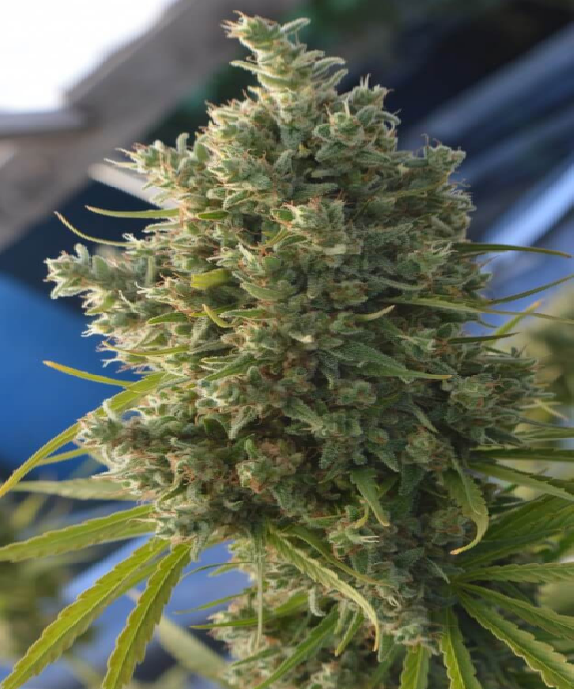 Killer A5 Haze Feminised Cannabis Seeds