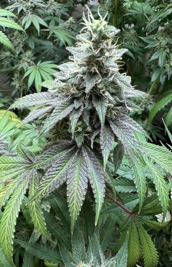 Blueberry Bliss Auto Cannabis Seeds