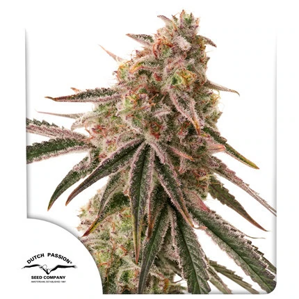 Frozen Biscotti Cannabis Seeds