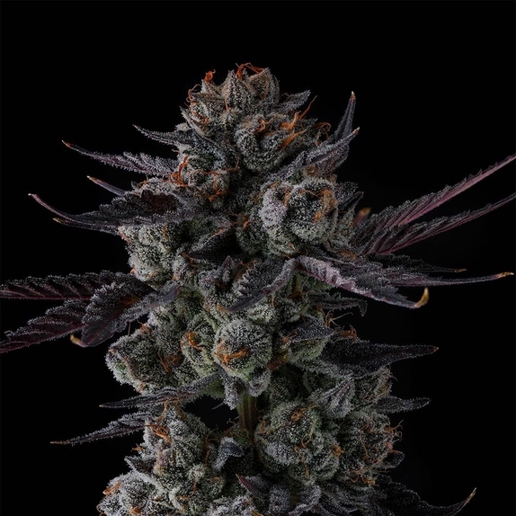 Any Day Feminised Cannabis Seeds