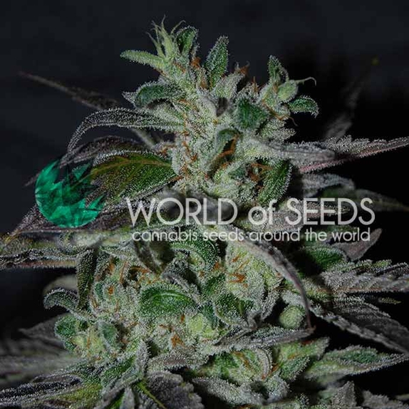 Strawberry Blue Early Harvest (WOS) Cannabis Seeds