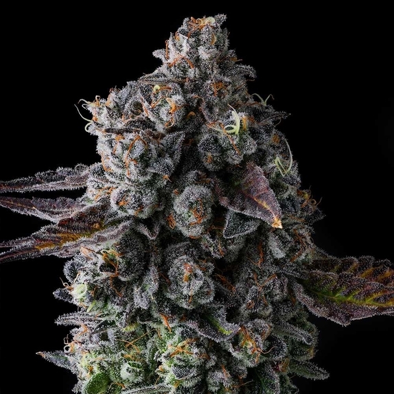 Crystal Chalice Feminised Cannabis Seeds