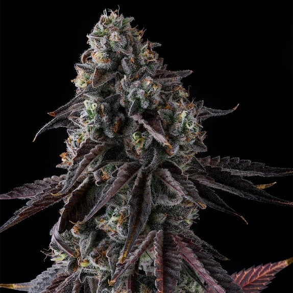 Fruit Riot Feminised Cannabis Seeds