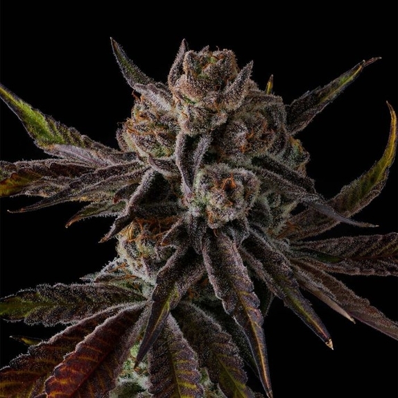 Purple Preserves Cannabis Seeds