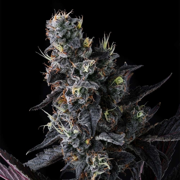 Giggin Grapes feminised Cannabis Seeds