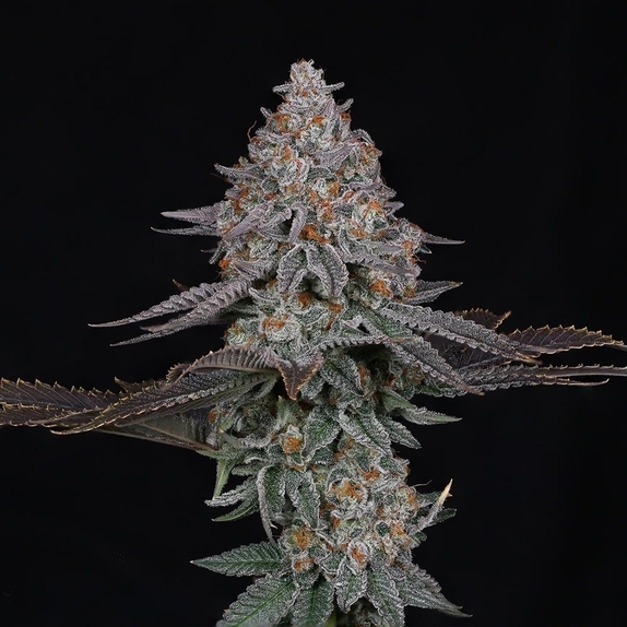 Pink Certz Cannabis Seeds