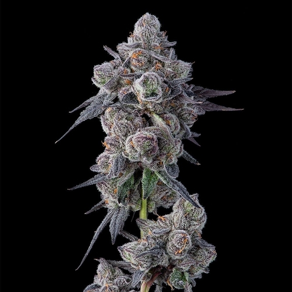Mellowz Feminised Cannabis Seeds