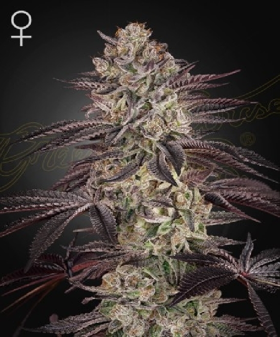 Biscotti Auto Cannabis Seeds