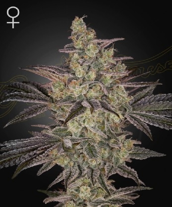 Frosted Guava Auto Cannabis Seeds