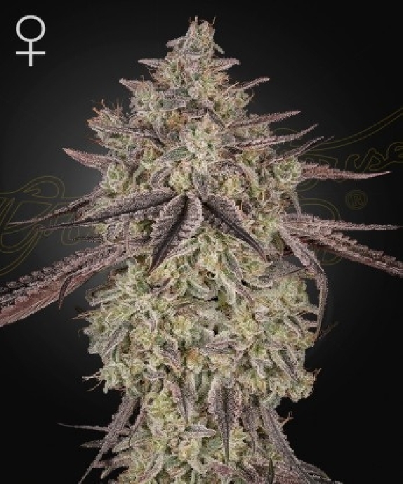 Skywalker Auto Cannabis Seeds