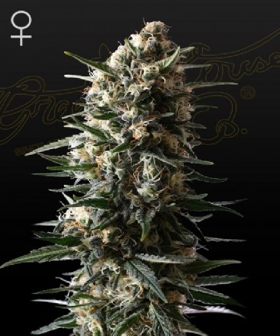 Bubba Slush  Cannabis Seeds