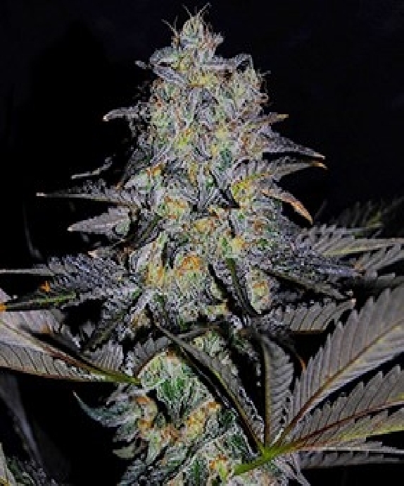 Magnetic Marker Cannabis Seeds