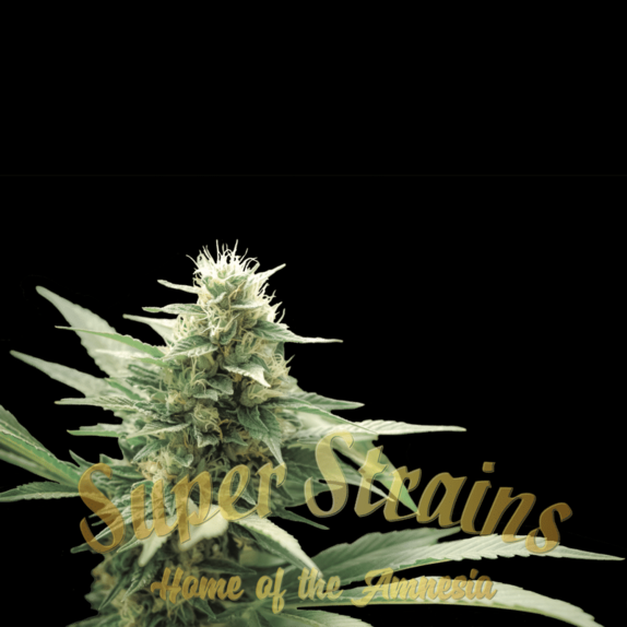 CBD Agartha Cannabis Seeds