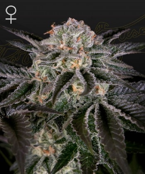 Wonder Pie Cannabis Seeds