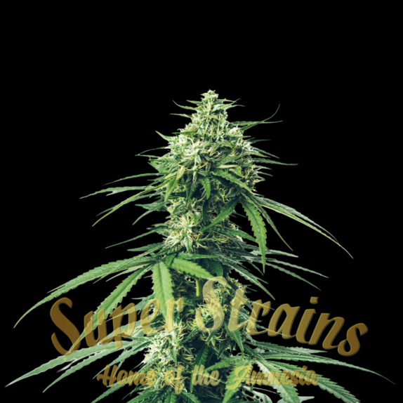 CBD Saga Cannabis Seeds