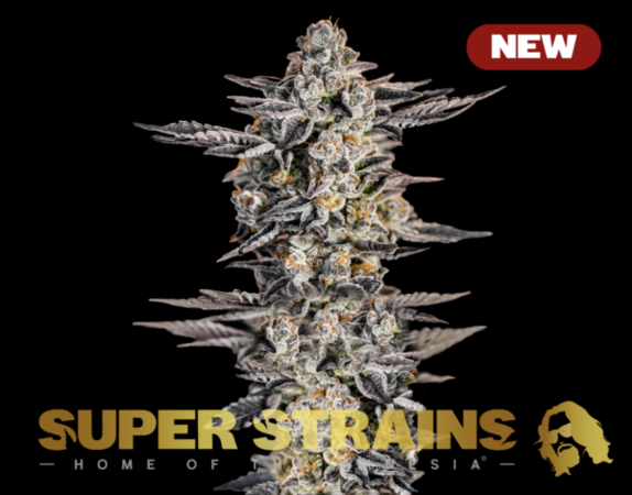 Gelato Cannabis Seeds