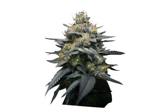 Kush Mint Auto Cannabis Seeds