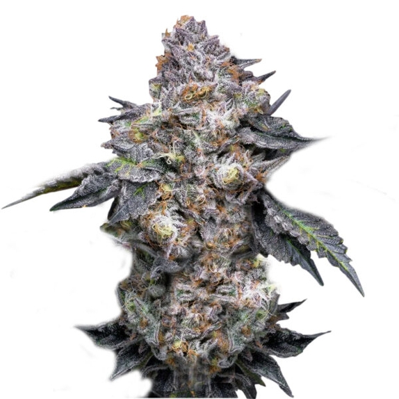 Permanent Marker Cannabis Seeds