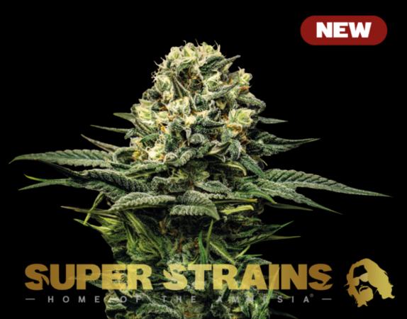 Wedding Cake Cannabis Seeds