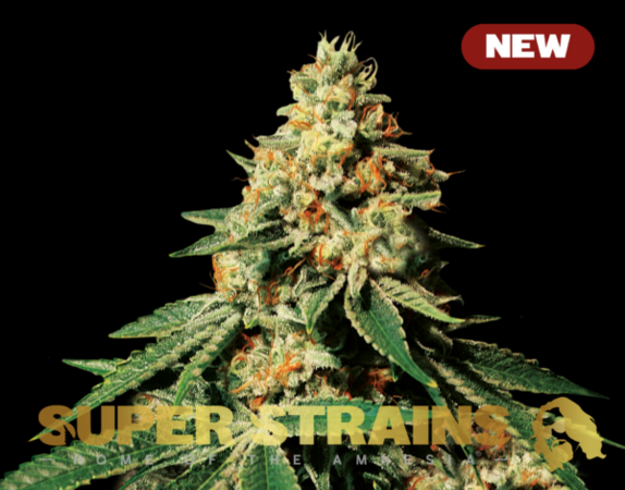 Zkittlez Cannabis Seeds