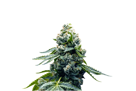 Zoap Cannabis Seeds