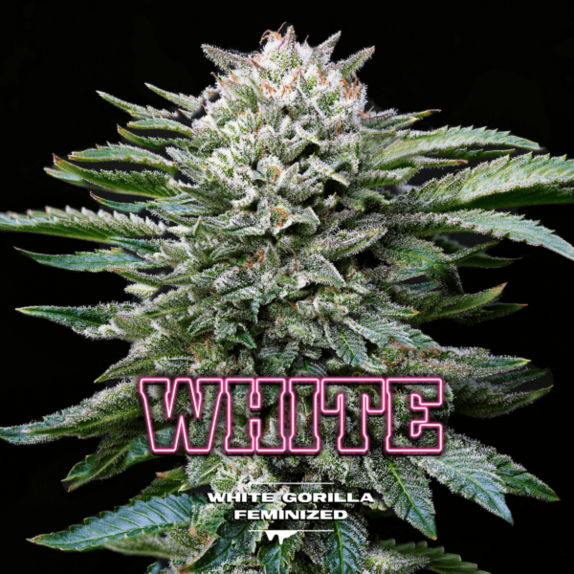 White Gorilla Cannabis Seeds