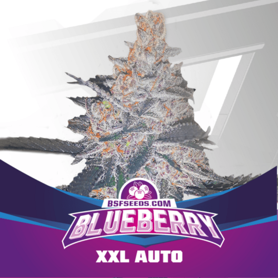 Blueberry XXL Auto Cannabis Seeds