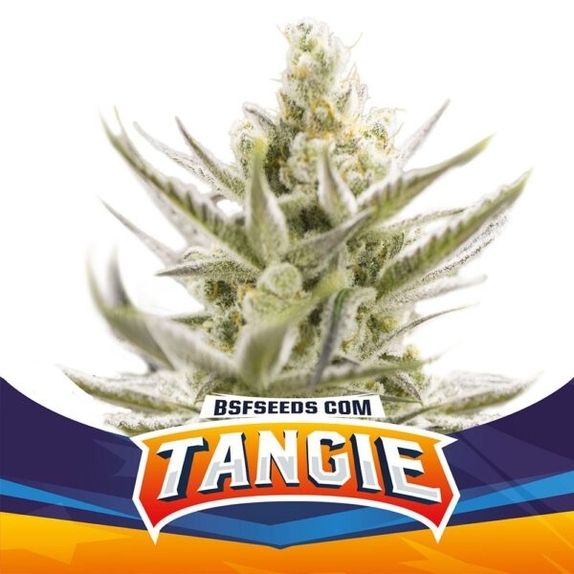Tangie XXL Auto Cannabis Seeds