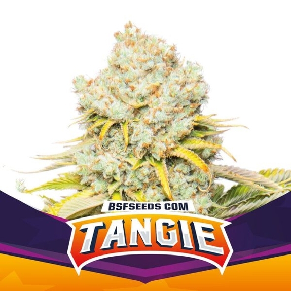 Tangie Cannabis Seeds