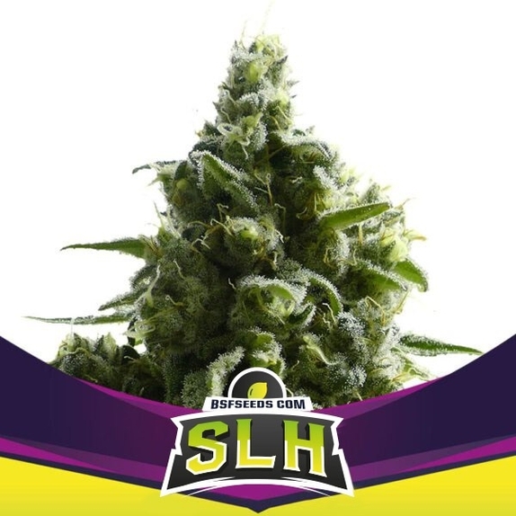 SLH Cannabis Seeds