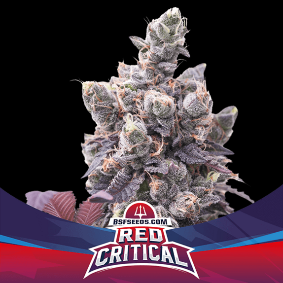 BSF Red Critical Auto Cannabis Seeds