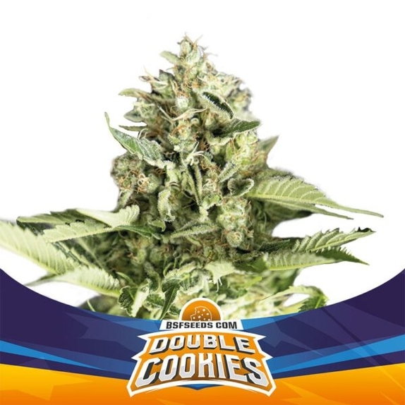 Double Cookies XXL Auto Cannabis Seeds