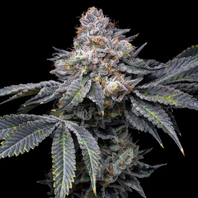 Permanent Marker Auto Cannabis Seeds