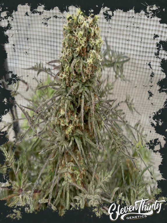 Terp Mutant (auto) Cannabis Seeds
